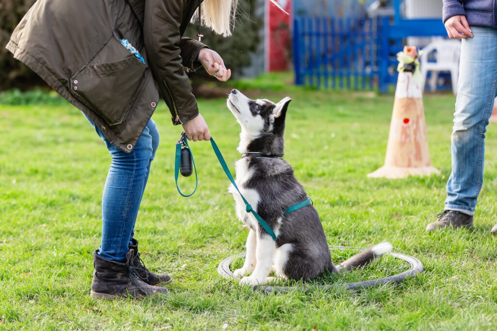 Frau trainiert mit einem jungen Husky auf einem Hundetrainingsfeld einer Hundeschule